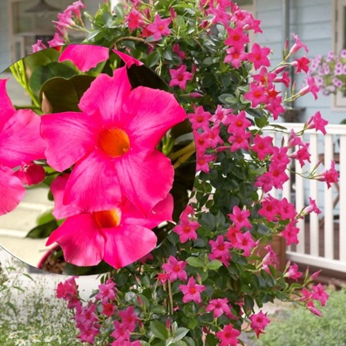 Mandevilla sanderi 'Sundaville® Classic Pink' - Sanderi mandvill 'Sundaville® Classic Pink'